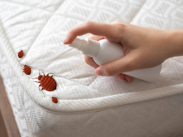 Emergency Pest Control in Venice, FL